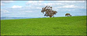 pristine forage technologies