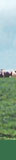 pasture profit australia